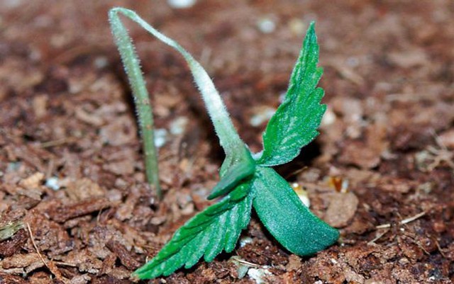 nutrients for marijuana seedlings