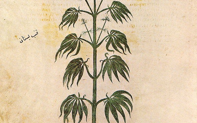 ancient-hemp-cultivation