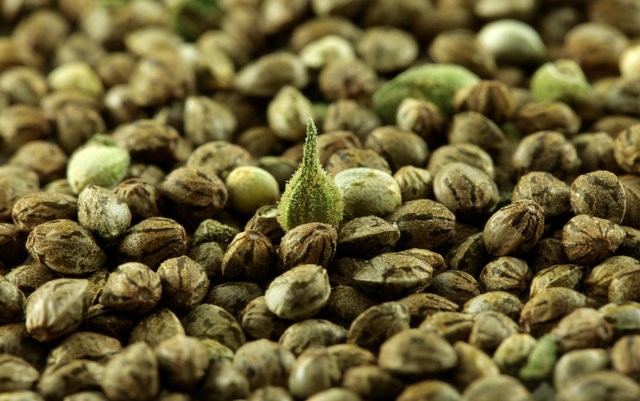germinate-marijuana-seeds