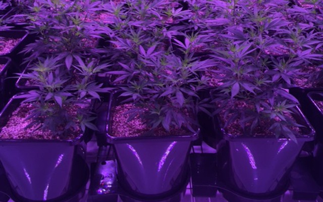 cannabis-plants-growing-in-xl-autopots
