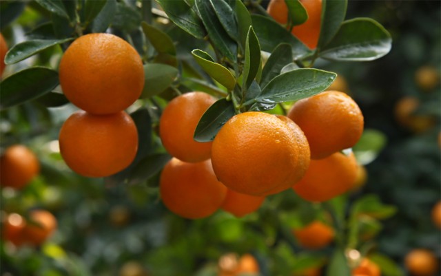 tangerine dream strain plant