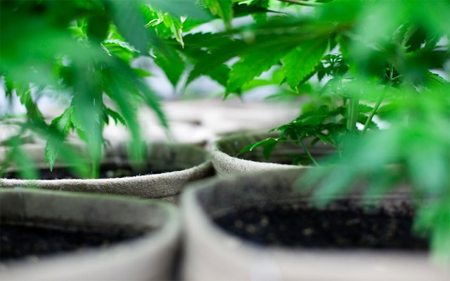 best-type-of-lights-to-grow-marijuana