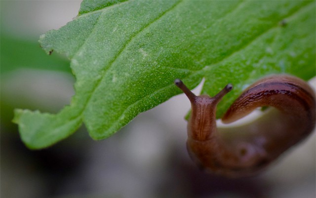get-rid-of-slugs-in-cannabis-garden
