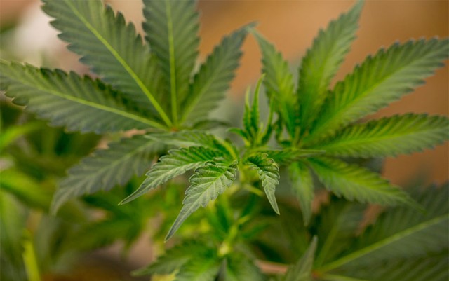 will-denver-pull-this-marijuana-grow-shops-license