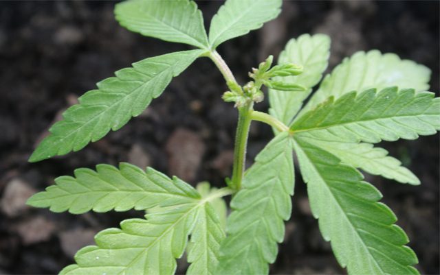 floridas-first-medical-marijuana-harvest