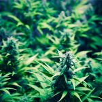 low-stress-training-marijuana