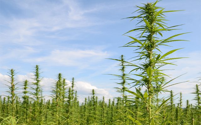 naihc-petitions-dea-to-remove-hemp-from-drug-schedules