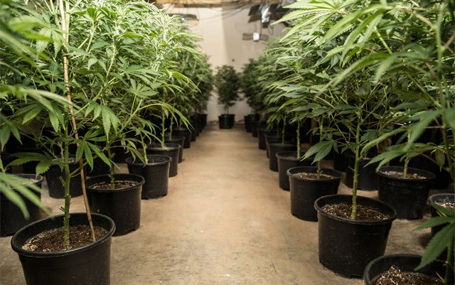 oregon-state-fair-will-feature-prize-winning-cannabis-plants