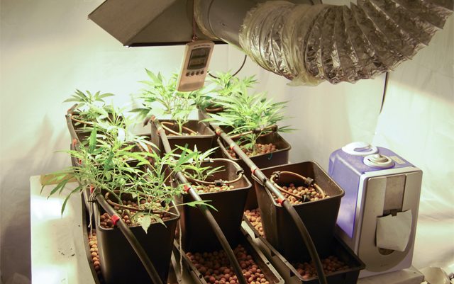 benefits-of-growing-your-own-cannabis