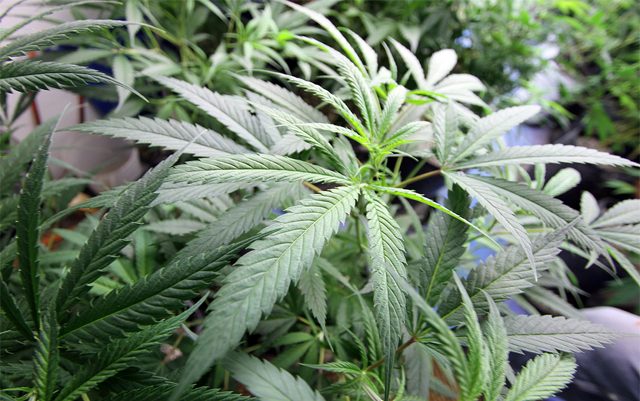 michigan-is-using-medical-marijuana-fees-to-fund-raids