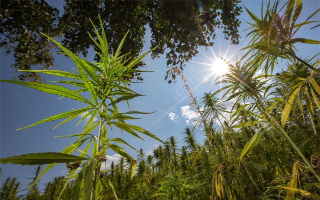 is-it-time-for-farmers-to-switch-to-hemp-crops
