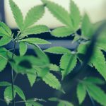 cannabis-as-a-treatment-for-ibd