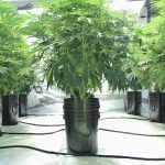 why-is-the-dea-still-spending-millions-to-pull-up-marijuana-plants