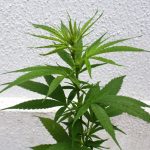 australia-shuts-down-cannabis-addiction-centers