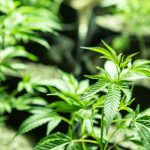 growing-cannabis-using-micronutrient-molybdenum