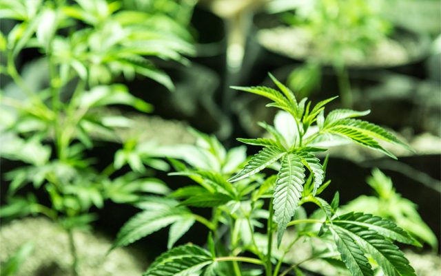 growing-cannabis-using-micronutrient-molybdenum