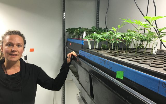 meet-the-female-master-grower-behind-chongs-choice-cannabis-brand