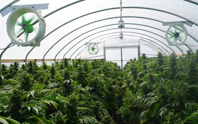 fl-licenses-seventh-nursery-for-medical-marijuana-production