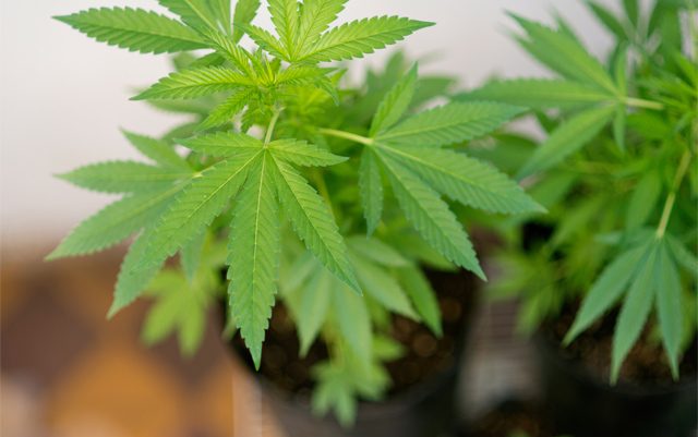 washington-lawmakers-introduce-bill-to-allow-home-growing