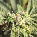 west-virginia-group-calls-for-marijuana-legalization