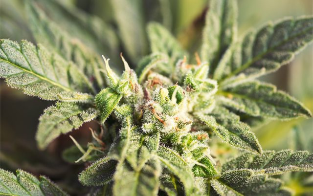west-virginia-group-calls-for-marijuana-legalization