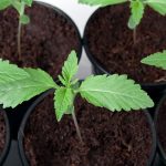 will-2017-be-the-year-of-the-institutional-investor-in-the-cannabis-industry