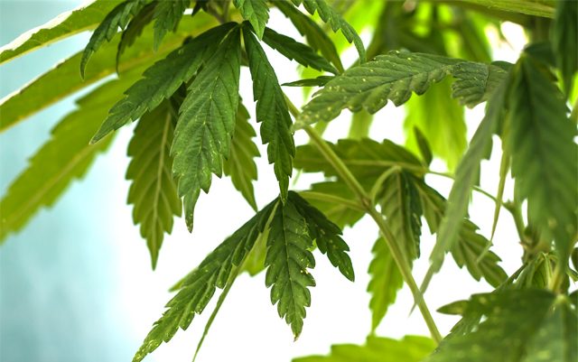 MA-approves-300K-for-cannabis-industry-start-up