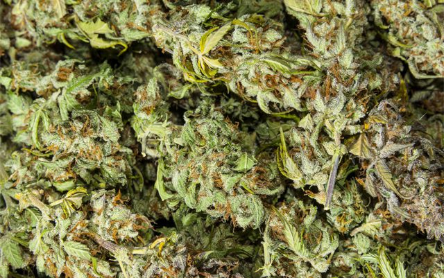report-says-marijuana-flowing-out-of-oregon-to-black-market