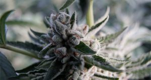 these-states-are-considering-changes-to-their-cannabis-laws-in-2017