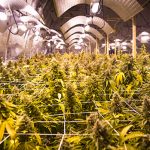 ways-for-cannabis-businesses-to-become-more-environmentally-sustainable