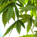 finding-software-solutions-in-the-cannabis-industry-nextec