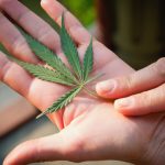 cannabis-and-trump-what-will-happen-to-medical-and-recreational-laws
