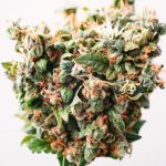 startup-creates-app-using-AI-to-find-your-perfect-cannabis-strain