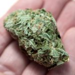 John Morgan-and-Roger-Stone-team-up-to-decriminalize-cannabis