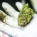 US-senate-calls-for-more-marijuana-research