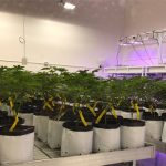 denver-CO-cannabis-cultivators-forced-to-buckle-down-to-meet-new-regulations