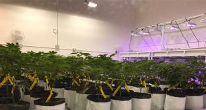 denver-CO-cannabis-cultivators-forced-to-buckle-down-to-meet-new-regulations