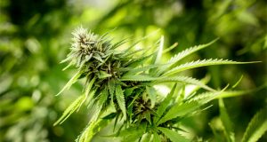 US-territory-may-allow-voters-to-decide-on-MJ-legalization