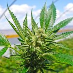 new-zealanders-may-get-chance-to-vote-on-legal-cannabis