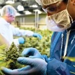 tilray-expands-to-4-countries