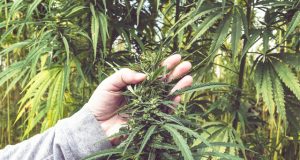 NC-tobacco-farmers-switching-to-hemp