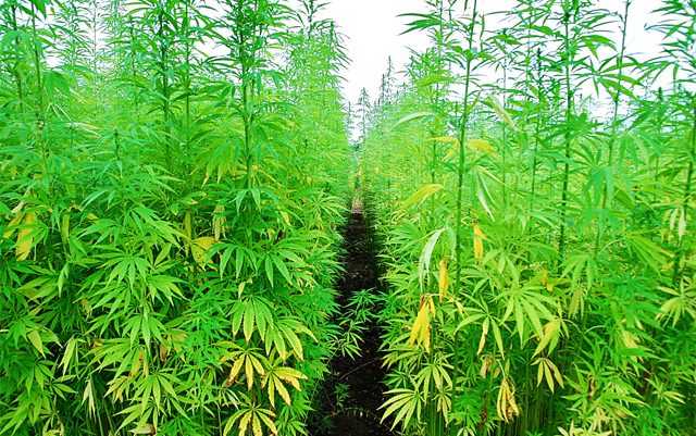 insurance-company-makes-1-million-payment-to-MJ-grower-whose-crops-were-destroyed
