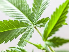 04-11-2018 – Cannabis News with Joe Klare