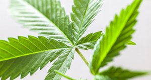 will-michigan-legislators-undercut-MJ-legalization-before-voters-decide-this-fall