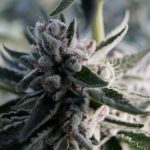 gardner-and-warren-take-the-offensive-in-battle-for-marijuana-law-reform