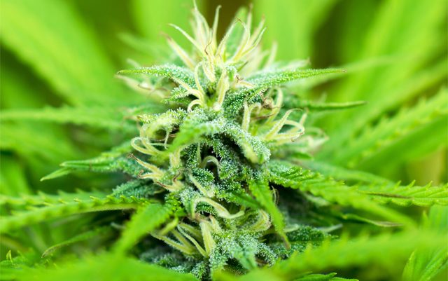 north-carolina-considers-legislation-to-legalize-possession-of-cannabis