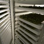 new-technology-takes-marijuana-decontamination-to-the-next-level