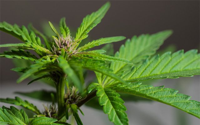 new-study-finds-CBD-could-help-improve-cancer-survival-rates