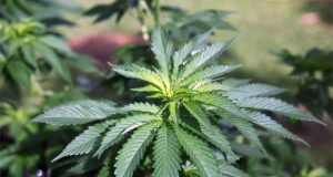 a-former-supporter-of-prohibition-calls-for-federal-marijuana-law-reform