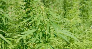 could-legalizing-hemp-mean-federal-cannabis-legalization-is-not-far-off